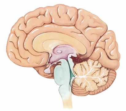 Kenali Anatomi Otak Kita (Struktur, Fungsi, dan Penyakit)