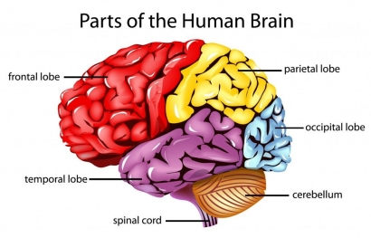 Otak dengan Segala Bagian dan Fungsinya