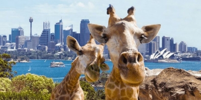 Taroonga Zoo, Berburu Foto Satwa Spektakuler dengan Latar Kota Sydney