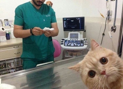 Yuk Pet Lovers Pilih Vaksin untuk Kucingmu!