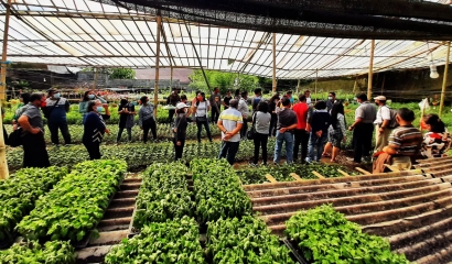 Tangkap Peluang Ekspor Krisan, 400-an Petani Bunga Kota Tomohon Ikut Bimtek