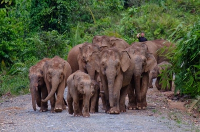 Kenangan Kisah-kisah Unik Gajah Kerdil Kalimantan di Nunukan