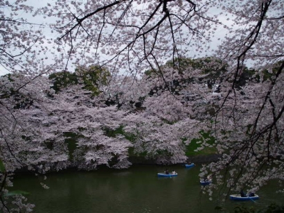 Sakura Menari di Chidorigafuchi