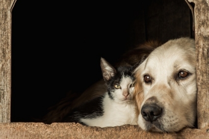 Ideal kah Memelihara Anjing dan Kucing dalam Satu Rumah?