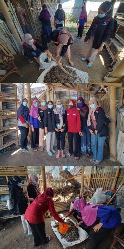 Berpartisipasi dalam Pembuatan Pupuk Kandang, PMM UMM Kelompok 11 Manfaatkan Kotoran Kelinci