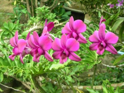Dendrobium Ungu Pelipur Rindu