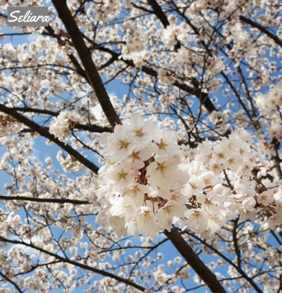 Selamat Datang Sakura, Keindahan dan Harapan!