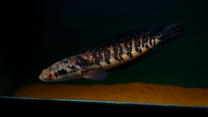 Ikan Channa atau Gabus Hias, Primadona Baru Akuarium