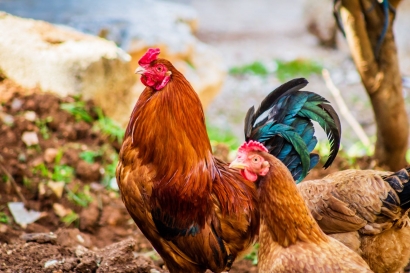 Cara Mengatasi Cacingan Ayam Aduan dengan Obat Alami