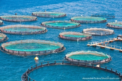 Berbudidaya Ikan Lewat Akuakultur sebagai Aktivitas Mata Pencaharian Saat Pandemi