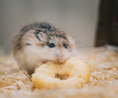 Jenis Hamster yang Ada di Indonesia