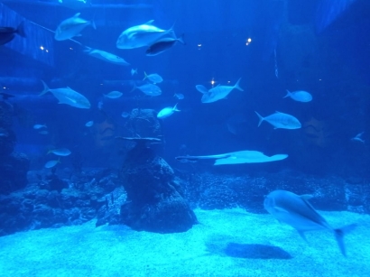 Jakarta Aquarium, Tidak Hanya Menghibur namun Juga Mengedukasi