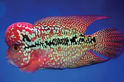 Budidaya Ikan Louhan dengan Media Akuarium
