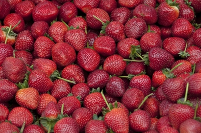 Strawberry Bisa Ditanam di Dataran Rendah
