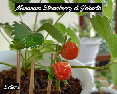 Urban Farming (2): Apakah Strawberry Bisa Tumbuh di Jakarta?