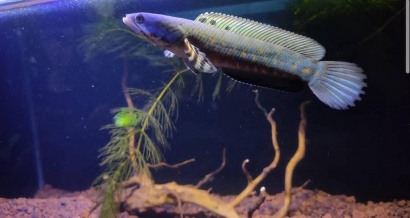 Ikan Channa Menjadi Primadona Baru bagi Penghobi Ikan Predator 
