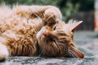 Khawatir Kucing Adopsi Mengalami Stres? Lakukan Ini!