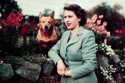 Mengenal "Royal Corgis", Rahasia Umur Panjang Ratu Elizabeth II