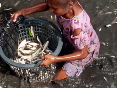 Ribuan Ikan dalam Kondisi Hidup Terdampar di Sungai Kali Rufei Kota Sorong