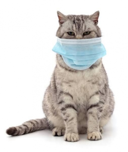 Lindungi Kucing Kesayangan dari Paparan Virus Covid-19
