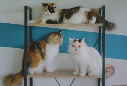 Mengapa Tidak Ada Kucing Belang Tiga Jantan?