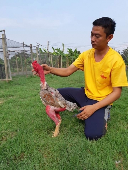 Sejarah Ayam Ganoi atau Saigon atau Vietnam dan Perbedaan Diantaranya