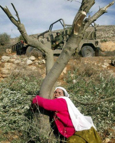 Zaitun di Palestina