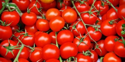 Tomat, Si Merah yang Cantik Menawan, Teman Setia dalam Menurunkan Berat Badan