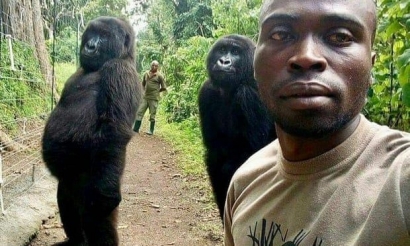 Viral Foto Selfie dengan Gorila Sadar Kamera dan Kegemaran Kita Berswafoto