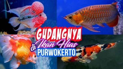 Belanja Ikan Hias Murah Komplit di Pasar Ikan Mina Restu Purwokerto