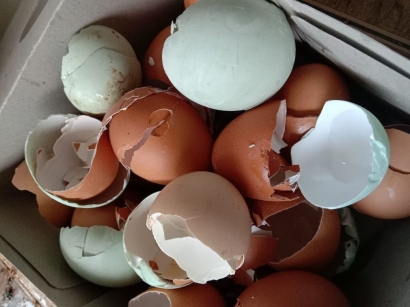 Jangan Dibuang! Ini Tips Praktis Memanfaatkan Kulit Telur