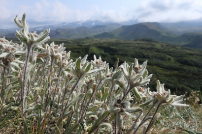 Edelweiss: Bunga Khas Swiss dengan Beragam Makna
