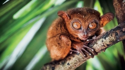 Primata Nokturnal Terkecil di Dunia "Mentilin Bangka"