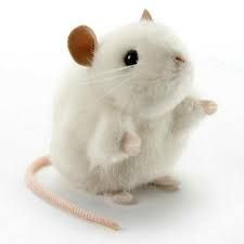 Budidaya Tikus Putih "Rattus Norvegicus": Peluang Bisnis Menguntungkan dengan Modal Kecil dan Perawatan Mudah