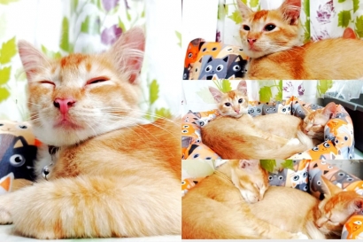 Berikut Cara Merawat Kucing Oren agar Menjadi Kucing Lucu dan Menggemaskan
