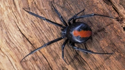 Red Back Spider: Mungil Mematikan