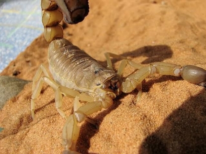 Indian Red Scorpion: Definisi Sang Pembunuh Sebenarnya
