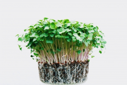 Microgreens Si Sayur Mini, Cara Baru Penuhi Nutrisi