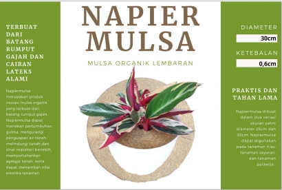[Kreanova] Napier Mulsa: Inovasi dari Limbah Ternak untuk Mempercantik Tanaman Hias