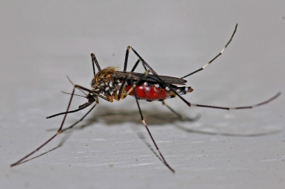 Cara Cerdas Membasmi Nyamuk di Rumah