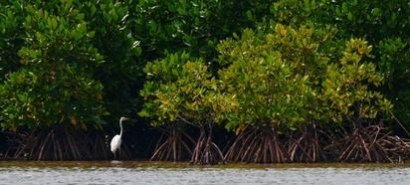 Mangrove: Hutan dengan Beragam Manfaat