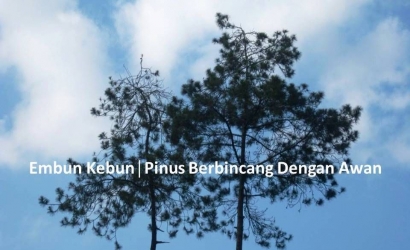 [Embun Kebun] Pinus Berbincang dengan Awan