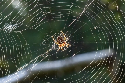 Tips Ampuh Membasmi Laba-laba dan Jaringnya di Sudut Rumah
