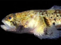 Penemuan Jenis Baru Ikan Gobi di Sulawesi