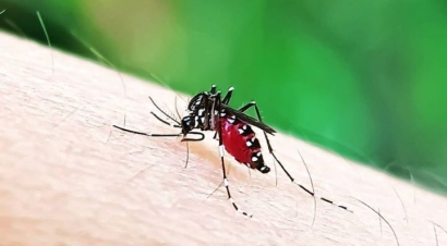 Musim Kemarau Tiba, Serangan Nyamuk Semakin Menggila