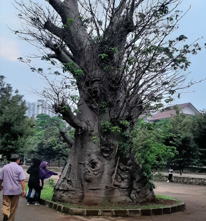 Senangnya Dapat Melihat Langsung Pohon Baobab
