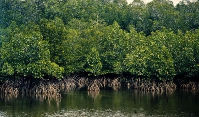 Kehebatan Hutan Mangrove sebagai Pelindung Bumi