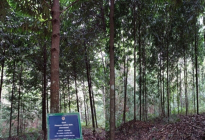Mau Lihat Koleksi Eboni Terlengkap Se-Indonesia? Arboretum Kawanua BP2LHK Manado Tempatnya!