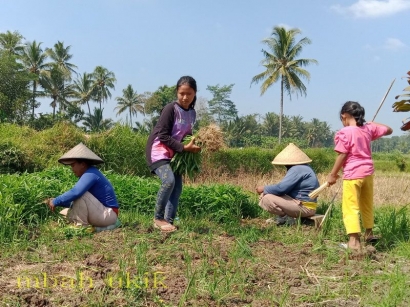 Kebahagiaan Keluarga Petani Saat Panen Sayur