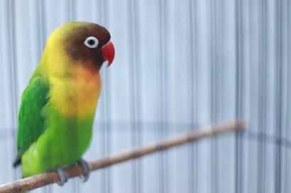 Panduan Cara Ternak Burung Love Bird